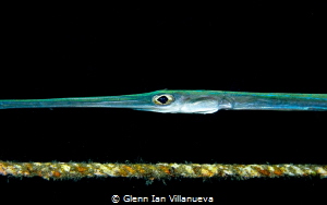 This is a photo of a Flutemouth Fish gliding along a buoy... by Glenn Ian Villanueva 